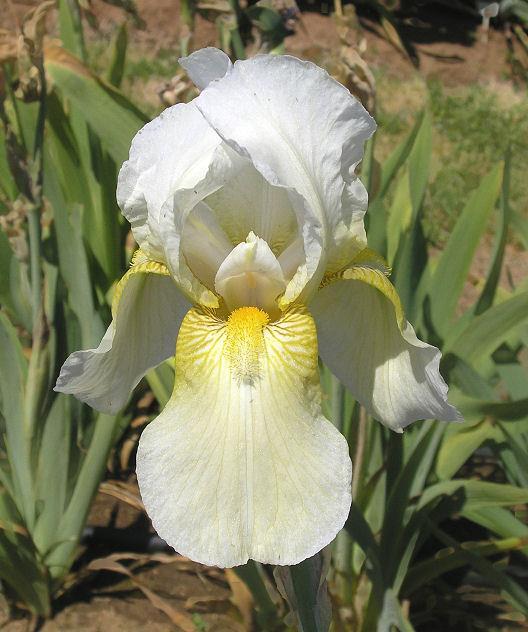 Photo of Tall Bearded Iris (Iris 'Parthenon') uploaded by Misawa77