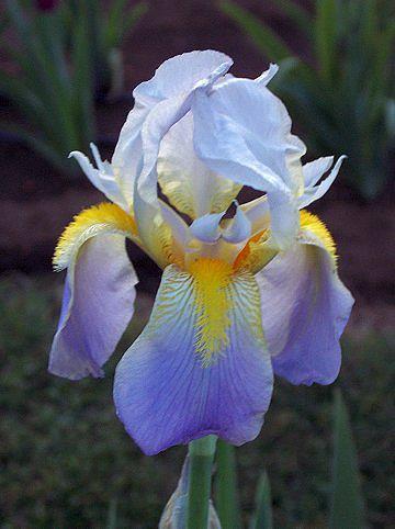 Photo of Tall Bearded Iris (Iris 'Mady Carriere') uploaded by Misawa77