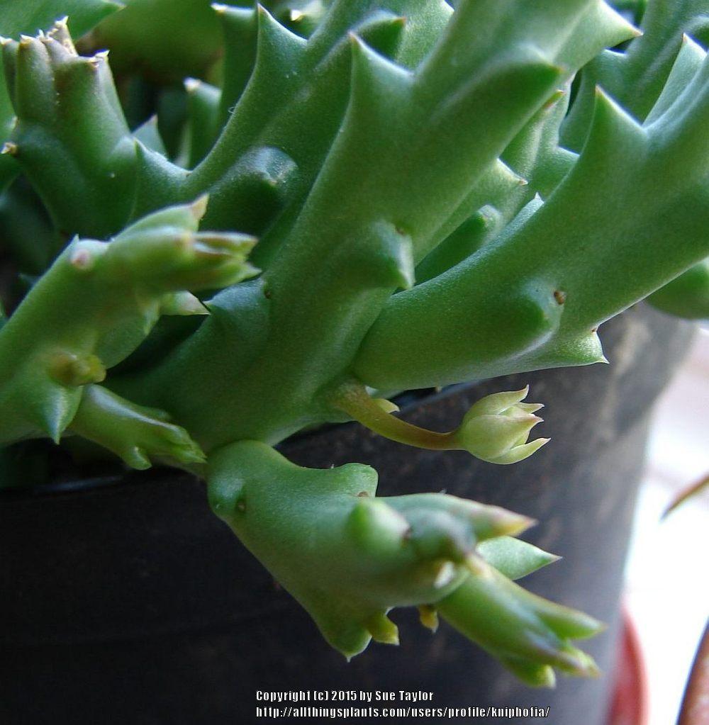 Photo of Starfish Cactus (Ceropegia mixta) uploaded by kniphofia