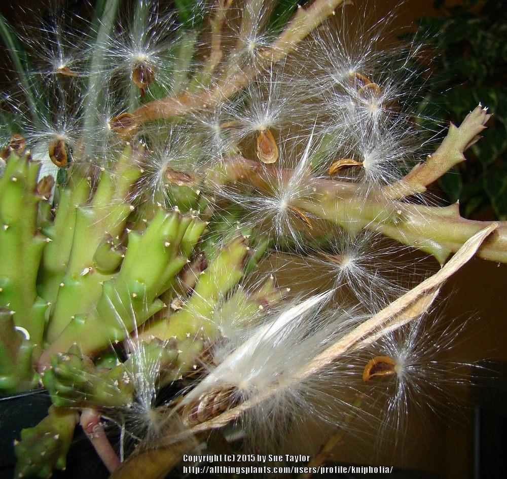 Photo of Starfish Cactus (Ceropegia mixta) uploaded by kniphofia