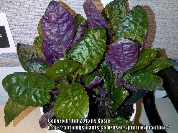 Photo of Purple Waffle Plant (Hemigraphis 'Exotica') uploaded by plantdog