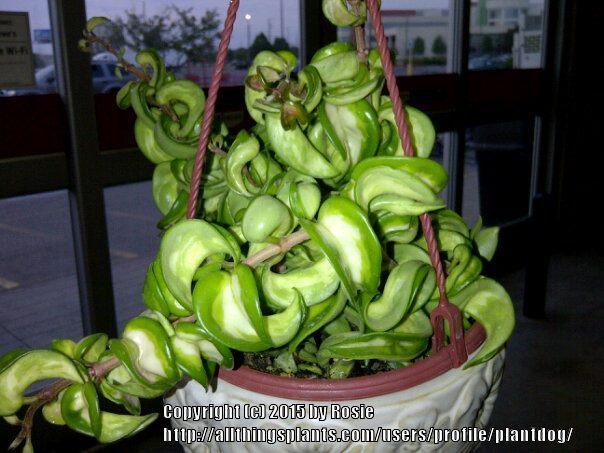 Photo of Wax Plant (Hoya carnosa  'Krinkle Kurl') uploaded by plantdog