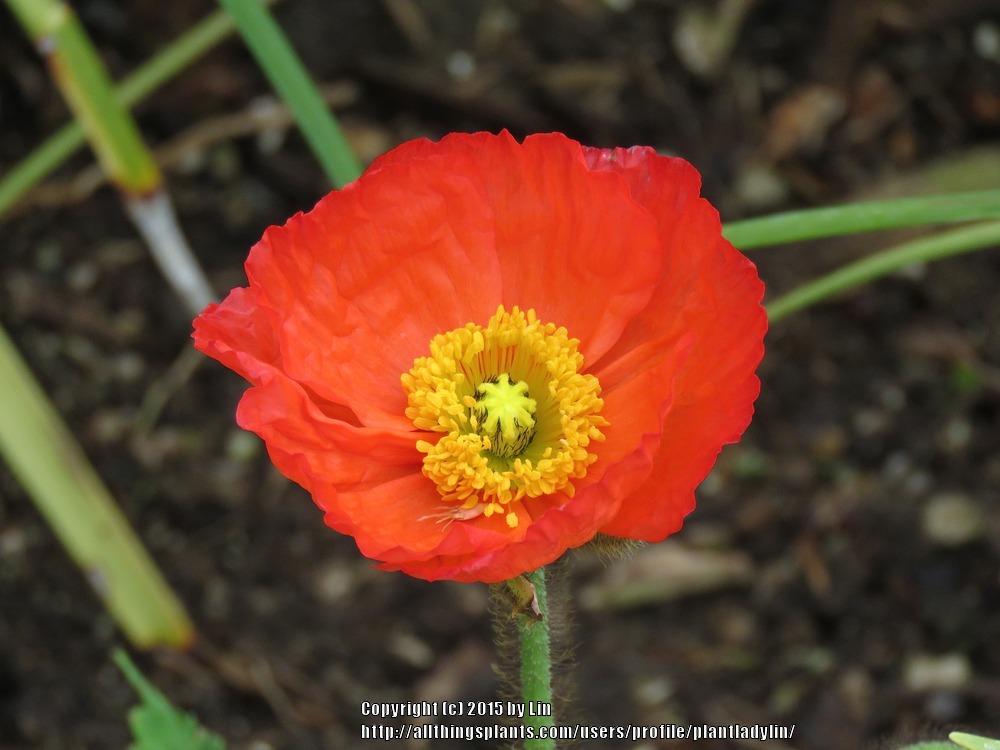 Photo of Poppies (Papaver) uploaded by plantladylin