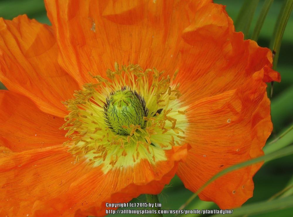 Photo of Poppies (Papaver) uploaded by plantladylin