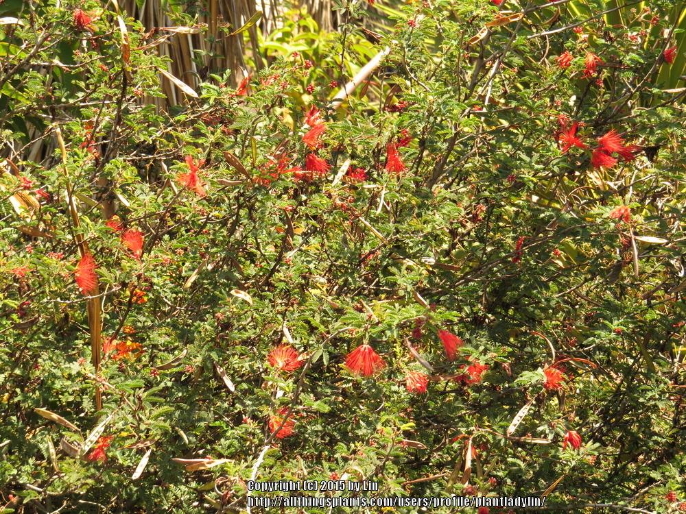 Photo of Baja Fairy Duster (Calliandra californica) uploaded by plantladylin
