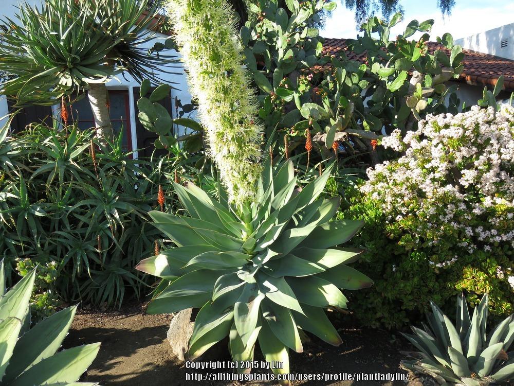 Photo of Foxtail Agave (Agave attenuata) uploaded by plantladylin