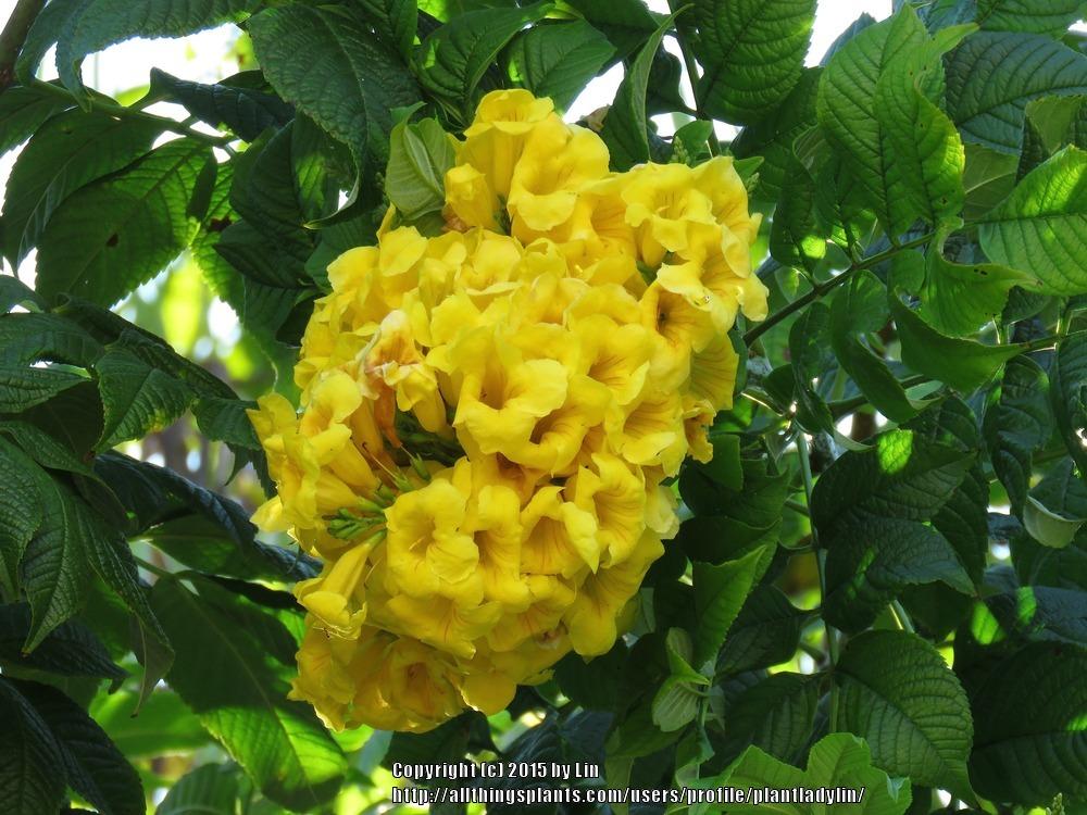Photo of Yellow Bells (Tecoma stans Gold Star) uploaded by plantladylin