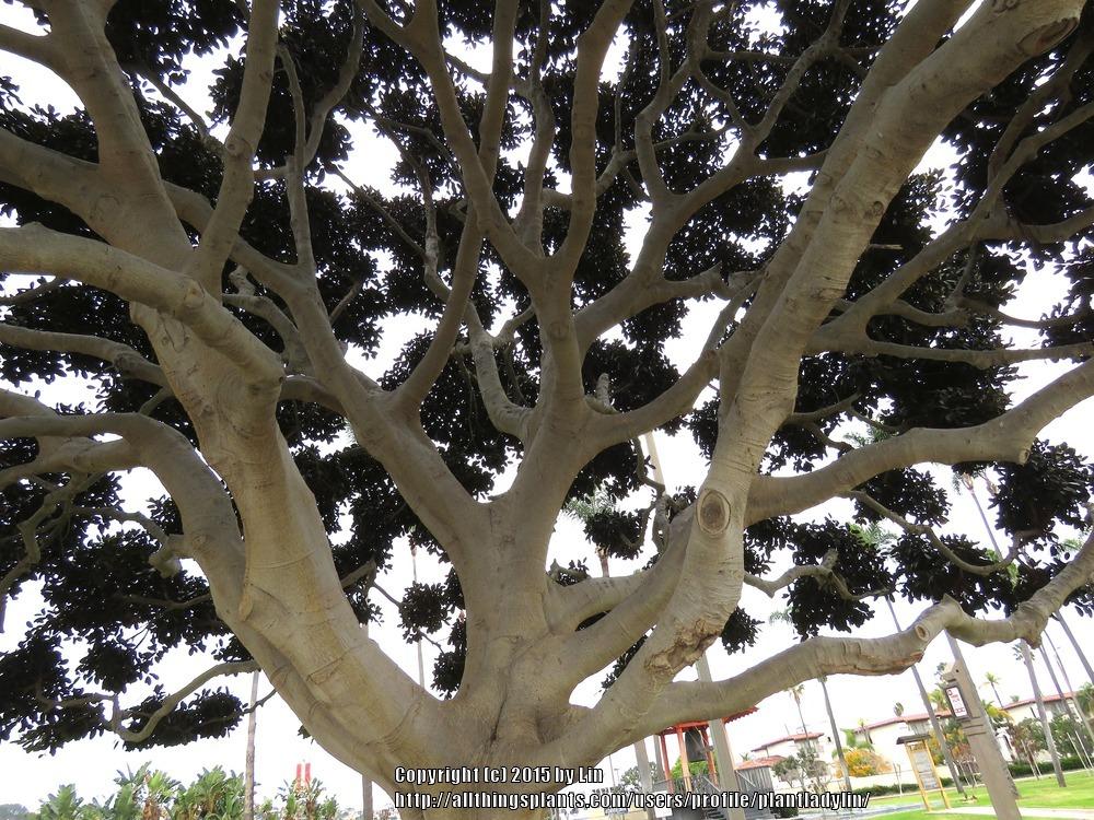 Photo of Moreton Bay Fig (Ficus macrophylla) uploaded by plantladylin