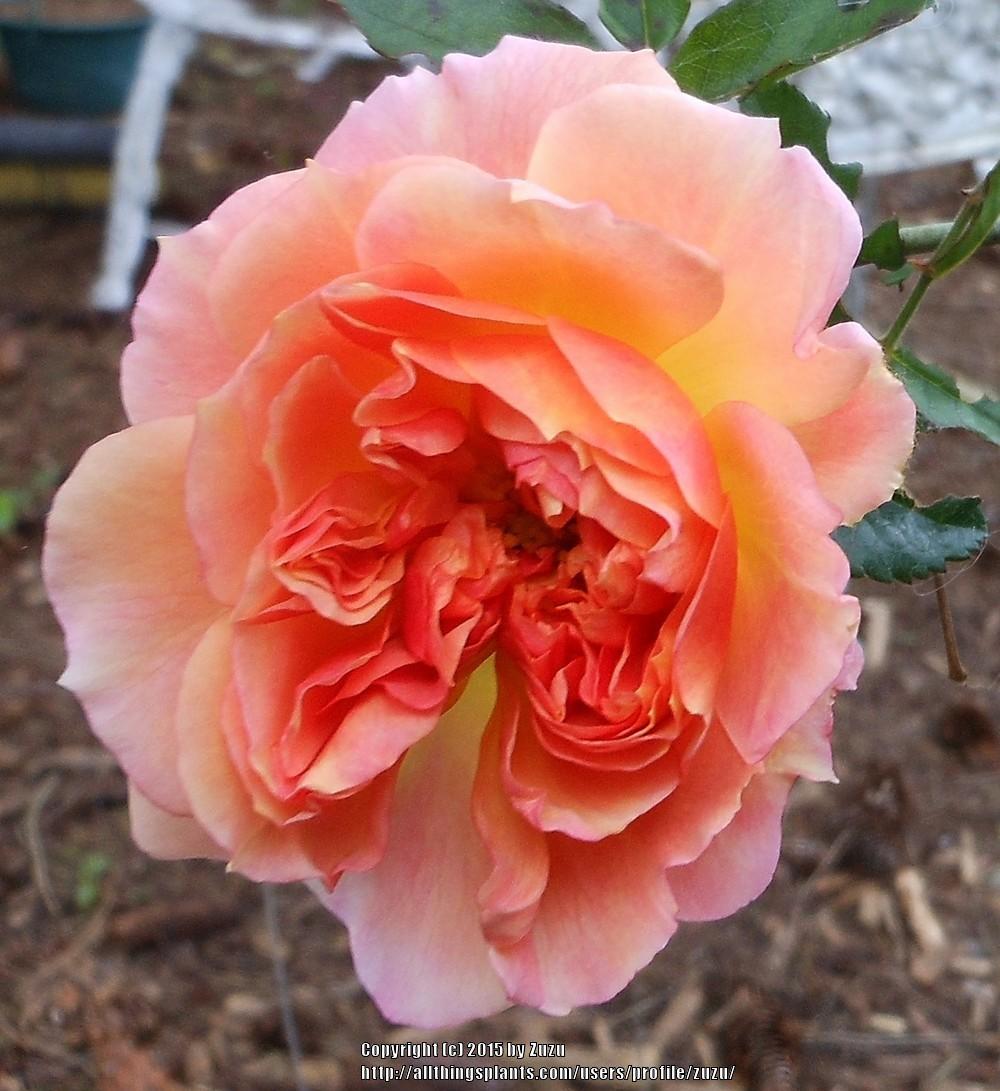 Photo of Rose (Rosa 'Angels Mateu') uploaded by zuzu