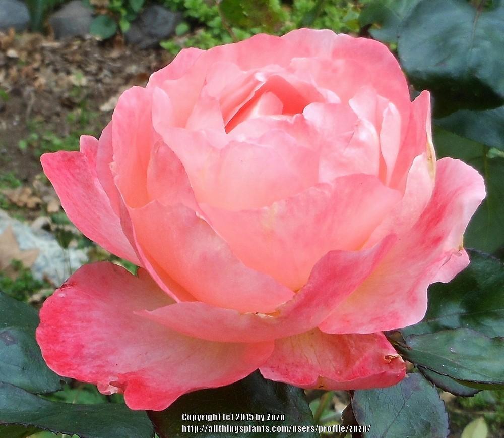Photo of Rose (Rosa 'Peach Beauty') uploaded by zuzu