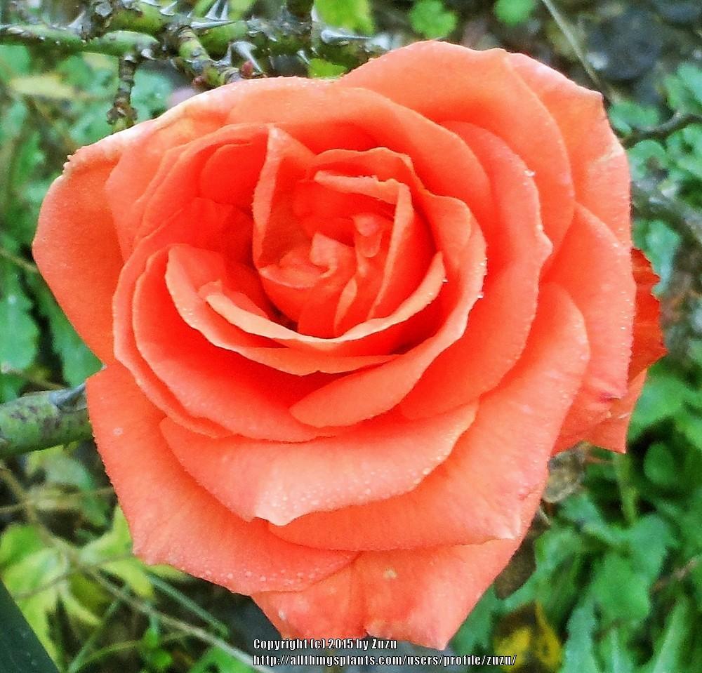 Photo of Rose (Rosa 'Vavoom') uploaded by zuzu