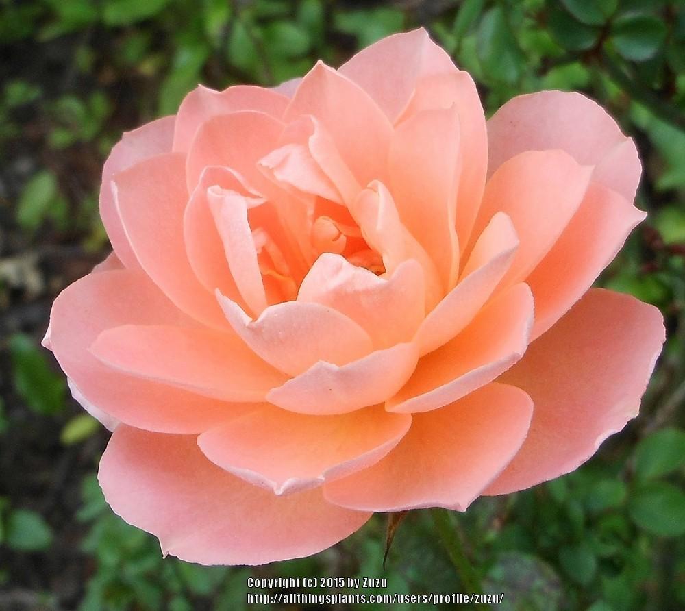 Photo of Rose (Rosa 'Sweet Dream') uploaded by zuzu