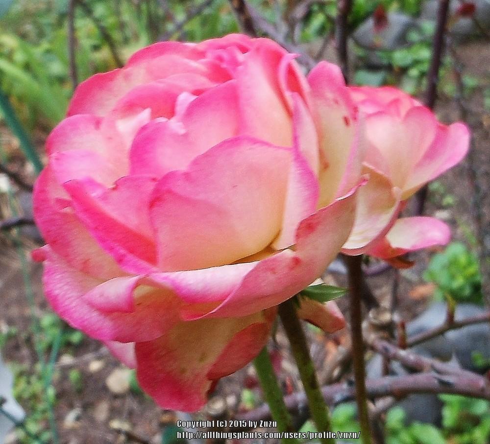 Photo of Rose (Rosa 'The Fisherman's Cot') uploaded by zuzu