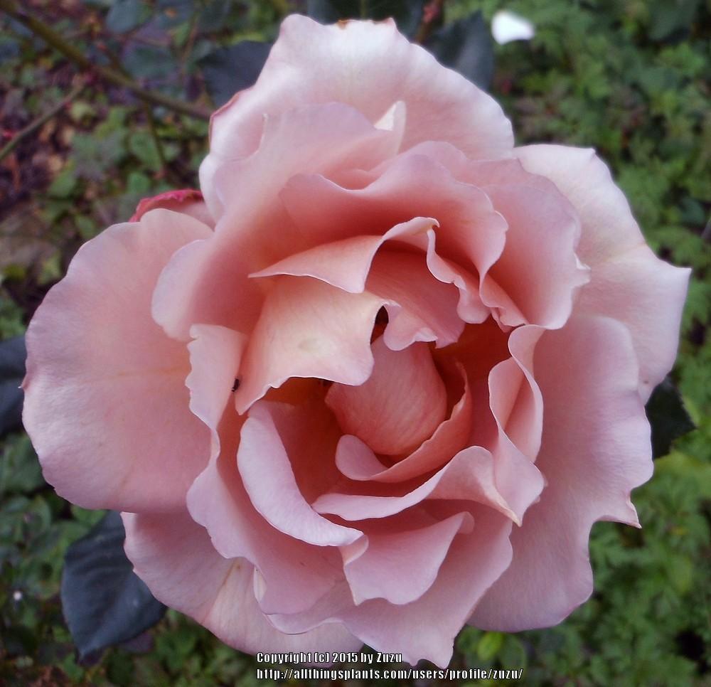 Photo of Rose (Rosa 'Regatta') uploaded by zuzu