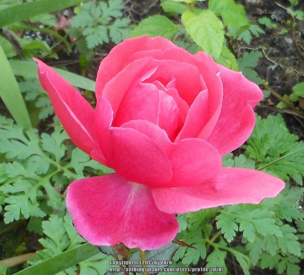Photo of Rose (Rosa 'Vogue') uploaded by zuzu