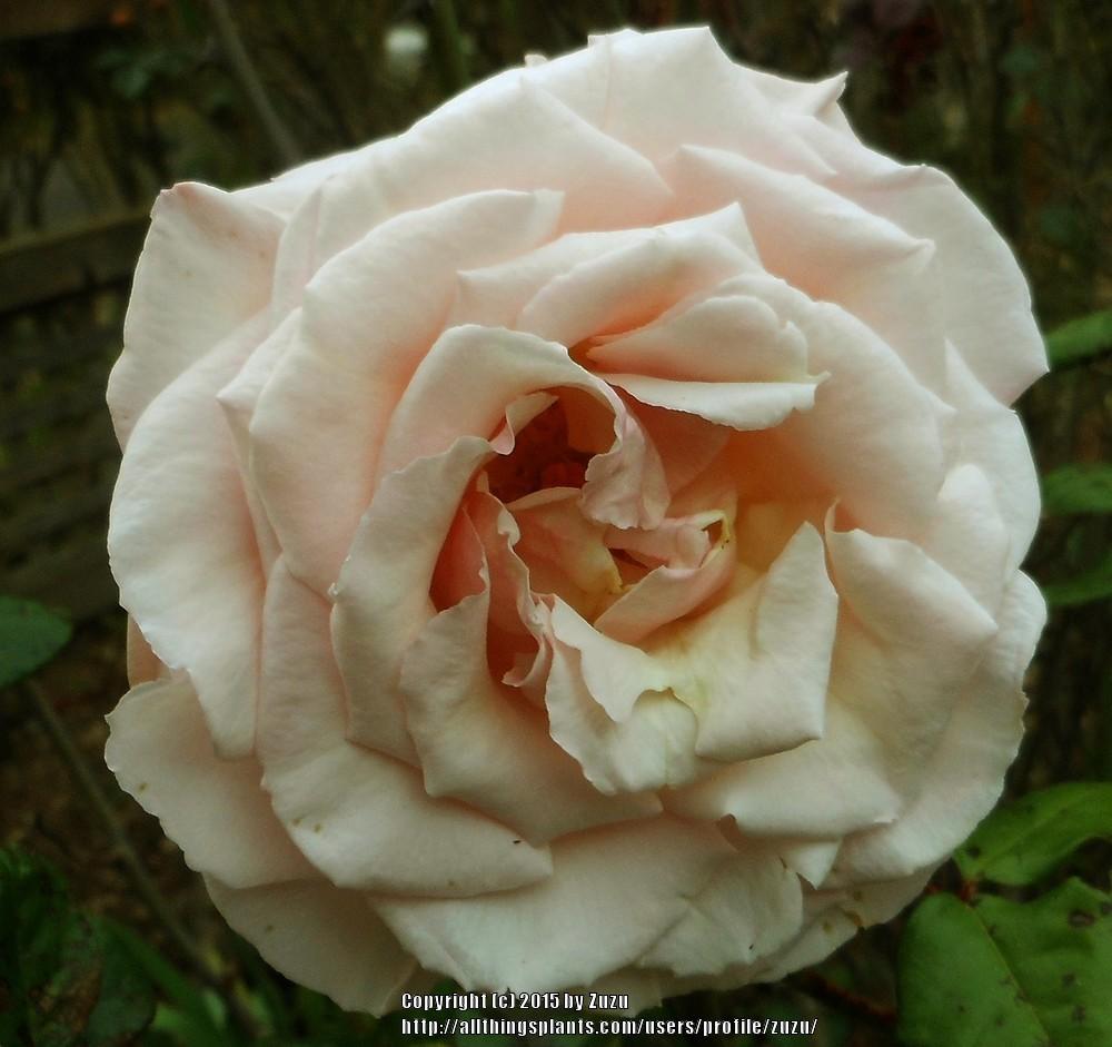 Photo of Rose (Rosa 'Chief Seattle') uploaded by zuzu
