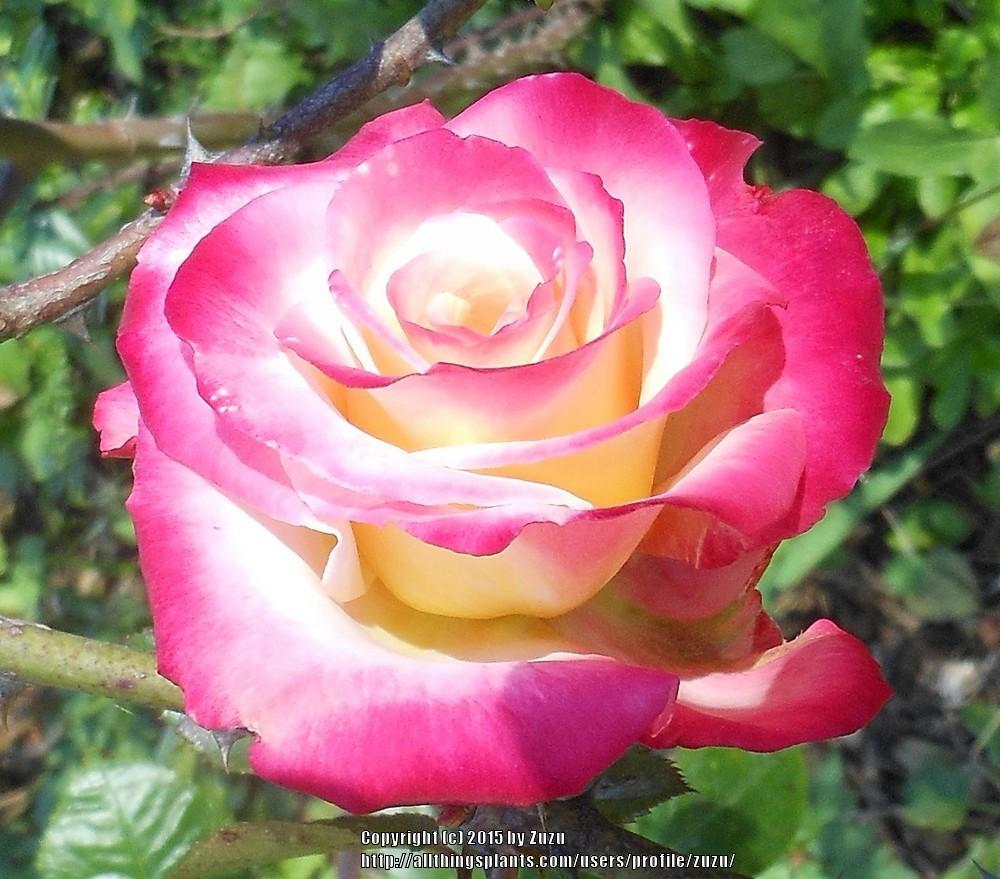 Photo of Rose (Rosa 'Dick Clark') uploaded by zuzu