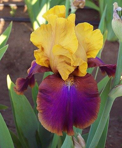 Photo of Tall Bearded Iris (Iris 'Syncopation') uploaded by Misawa77