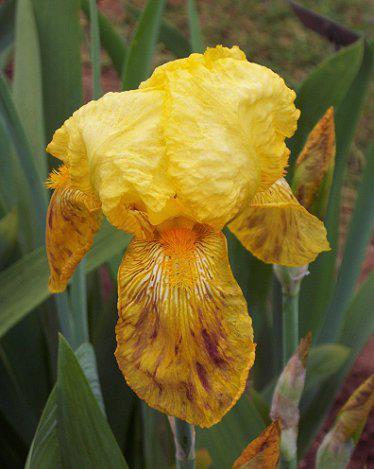 Photo of Tall Bearded Iris (Iris 'W. R. Dykes') uploaded by Misawa77