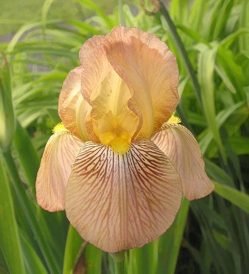 Photo of Tall Bearded Iris (Iris 'Vishnu') uploaded by Misawa77