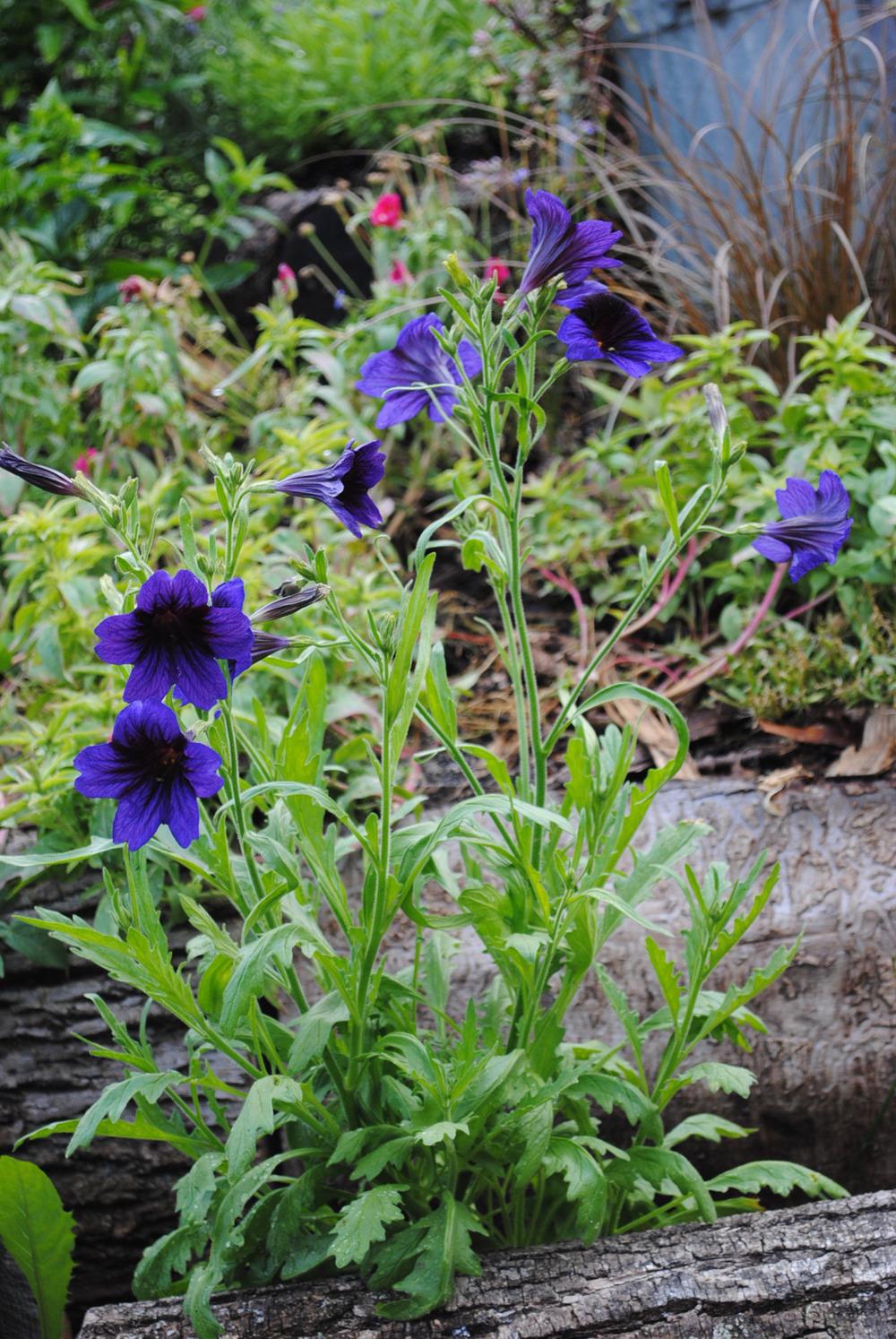 Photo of Painted Tongue (Salpiglossis sinuata 'Kew Blue') uploaded by chelle