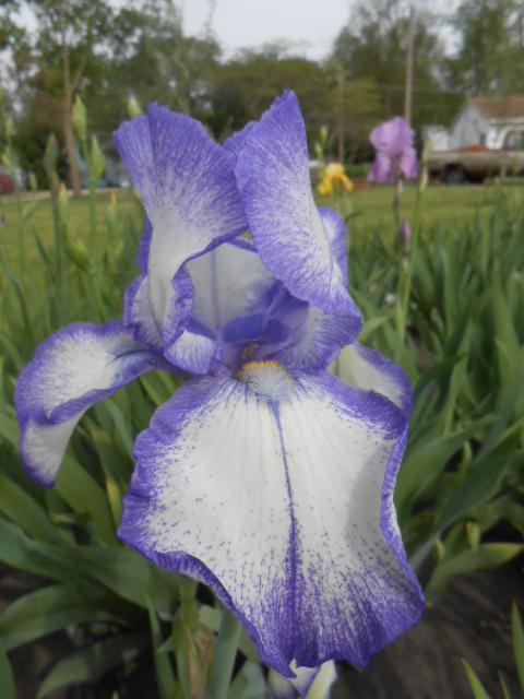 Photo of Tall Bearded Iris (Iris 'Dotted Swiss') uploaded by crowrita1