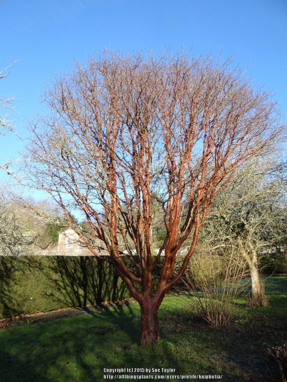 Photo of Paperbark Maple (Acer griseum) uploaded by kniphofia