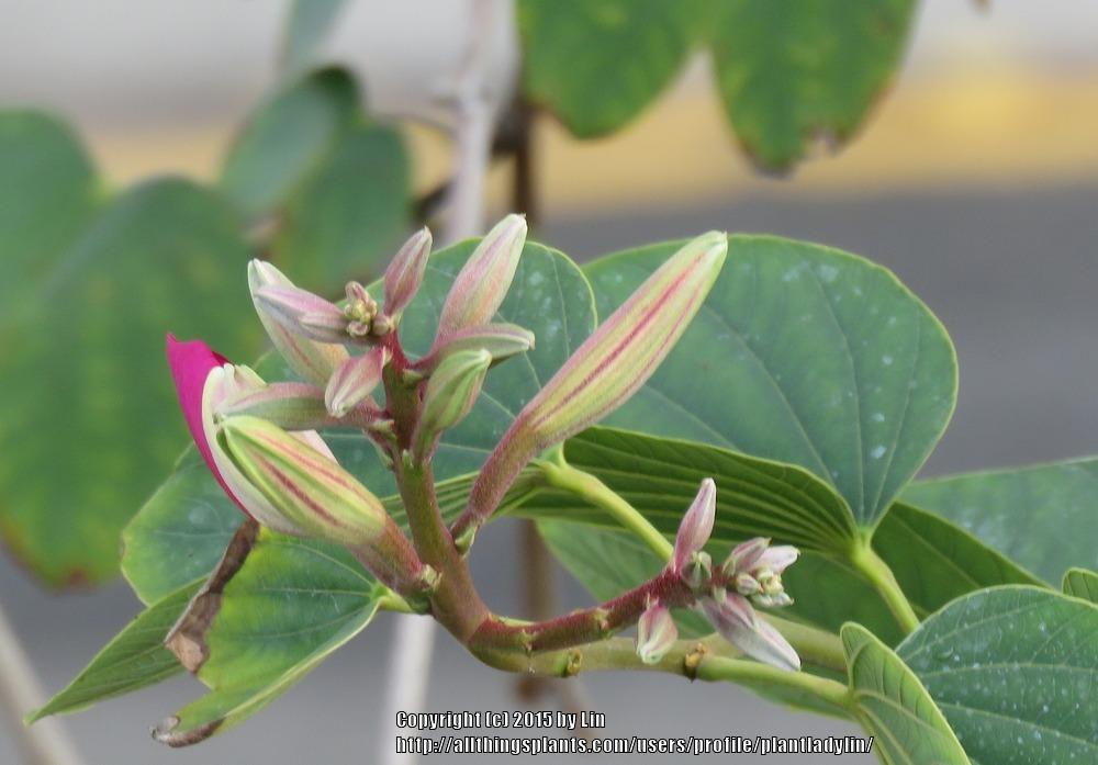Photo of Orchid Tree (Bauhinia purpurea) uploaded by plantladylin