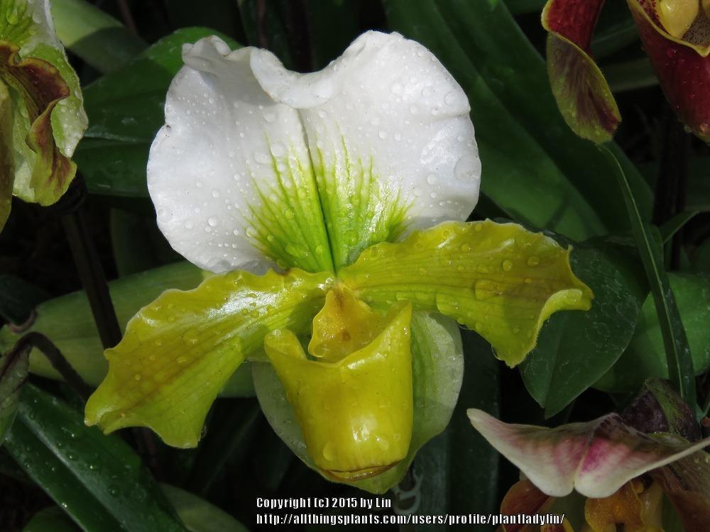 Photo of Slipper Orchid (Paphiopedilum) uploaded by plantladylin
