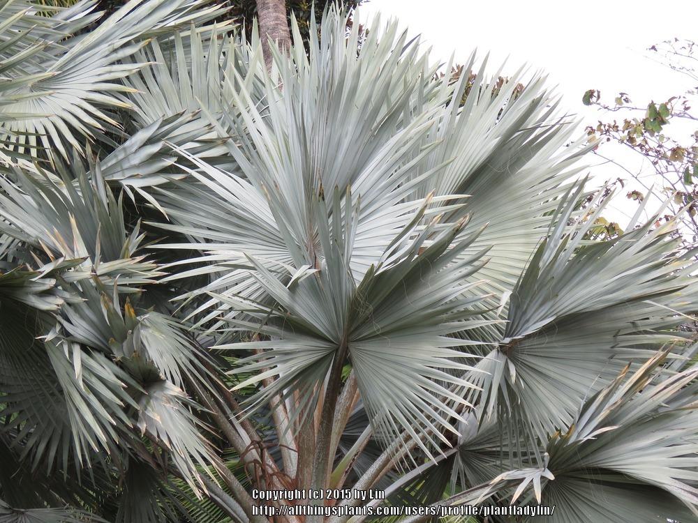 Photo of Bismarck Palm (Bismarckia nobilis) uploaded by plantladylin