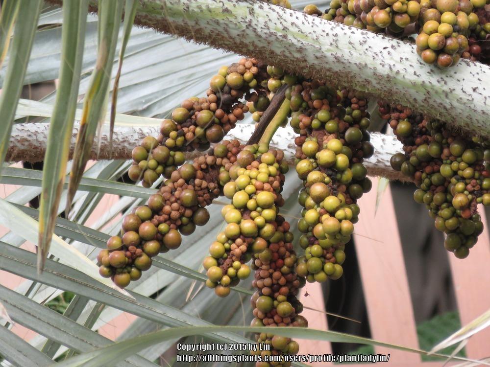Photo of Bismarck Palm (Bismarckia nobilis) uploaded by plantladylin