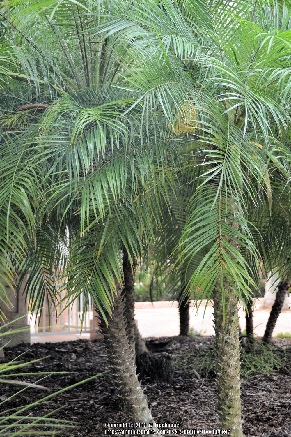 Photo of Pygmy Date Palm (Phoenix roebelenii) uploaded by treehugger