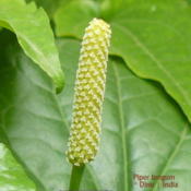 Pedunculated flower spike which is also the fruit.  You can see t