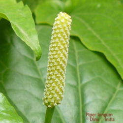 Location: Mysore, India
Date: 2015-01-16
Pedunculated flower spike which is also the fruit.  You can see t