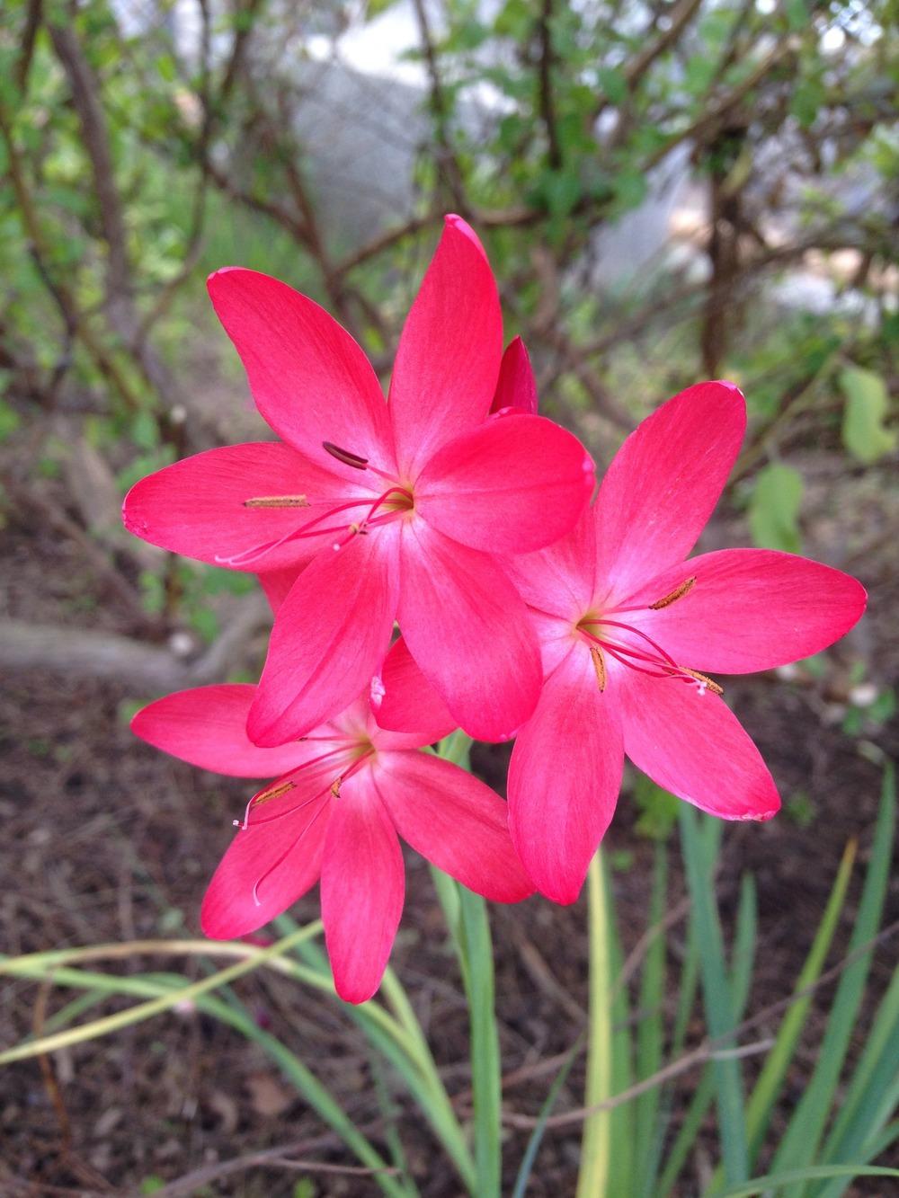 Photo of Kaffir Lily (Hesperantha coccinea) uploaded by HamiltonSquare