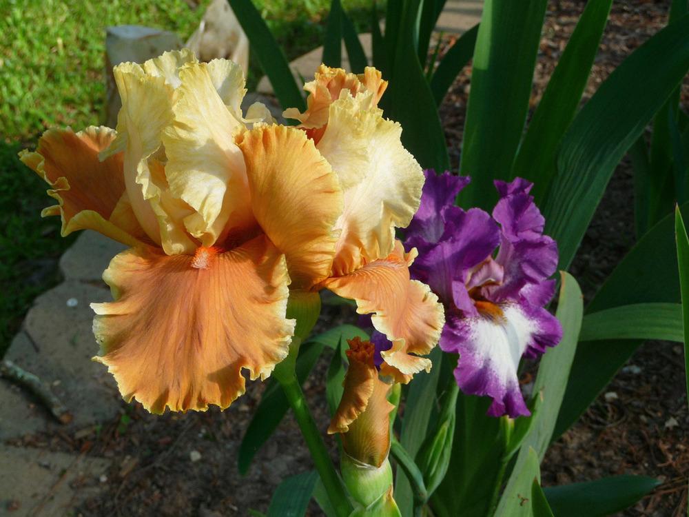 Photo of Tall Bearded Iris (Iris 'English Charm') uploaded by Lestv