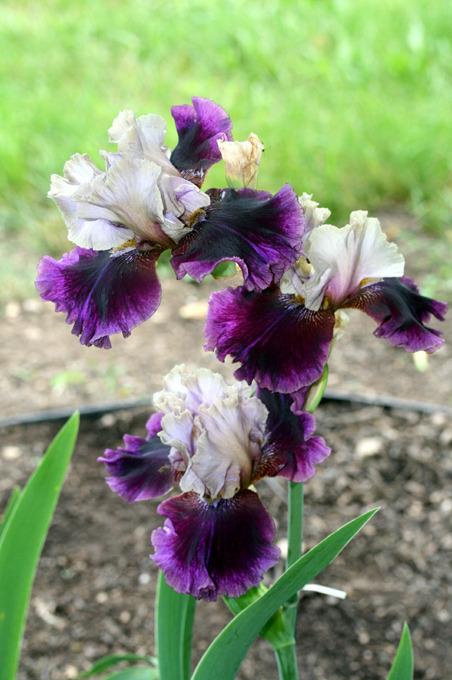Photo of Tall Bearded Iris (Iris 'Dressed To Kill') uploaded by Snork
