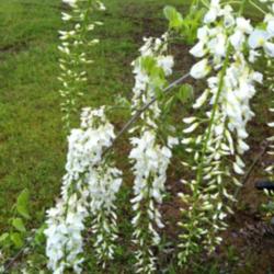Location: My front yard
Date: Spring 2014
Cultivar unknown, white wisteria