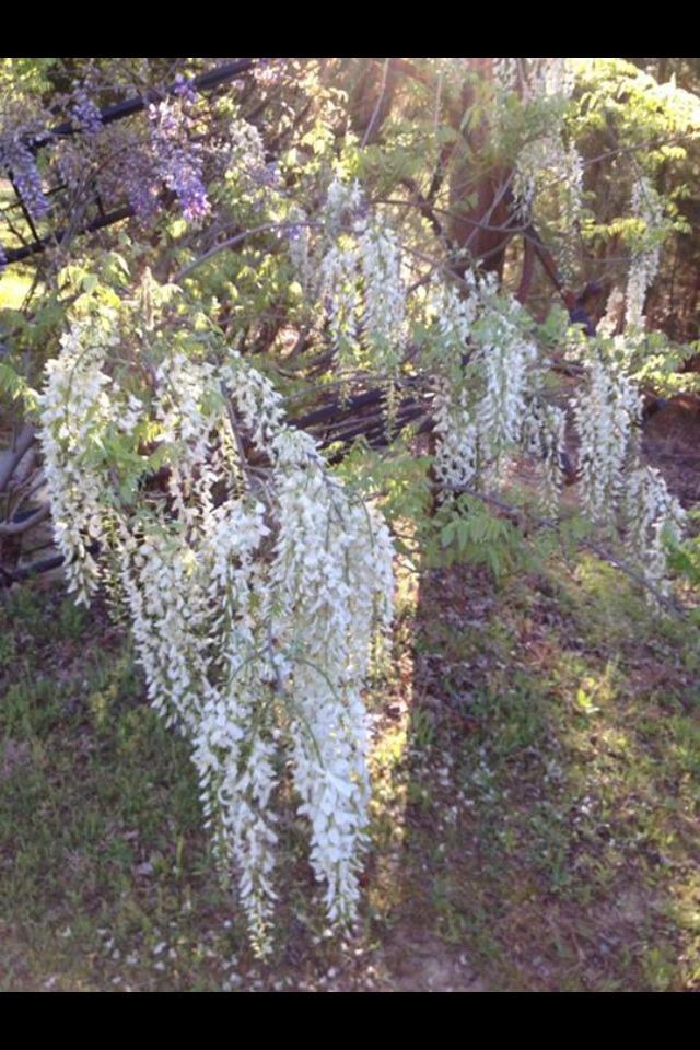 Photo of White Japanese Wisteria (Wisteria floribunda 'Alba') uploaded by donnabking