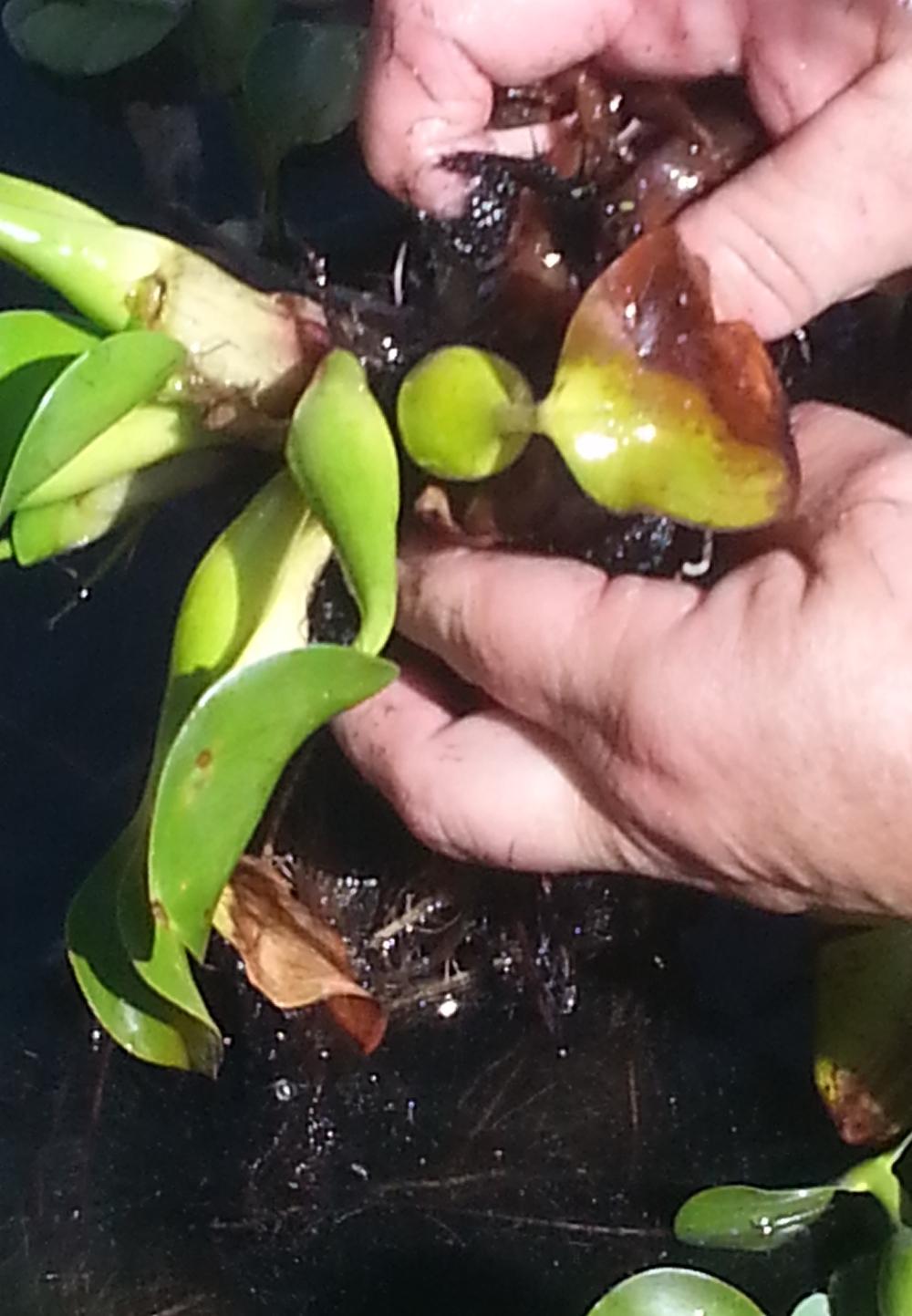 Photo of Water Hyacinth (Eichhornia crassipes) uploaded by dragonfetti
