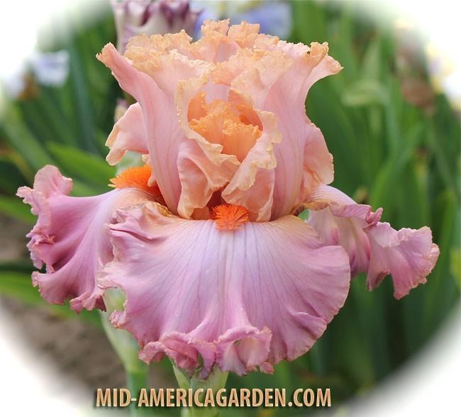 Photo of Tall Bearded Iris (Iris 'Abiding Love') uploaded by Calif_Sue