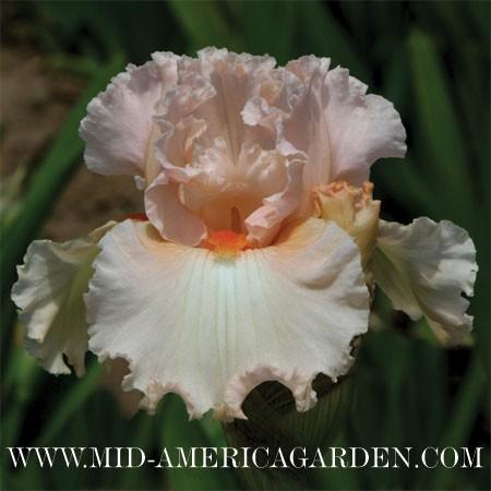 Photo of Border Bearded Iris (Iris 'Ballerina Pink') uploaded by Calif_Sue