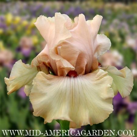 Photo of Tall Bearded Iris (Iris 'A Star Is Born') uploaded by Calif_Sue