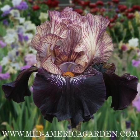 Photo of Tall Bearded Iris (Iris 'Action Packed') uploaded by Calif_Sue