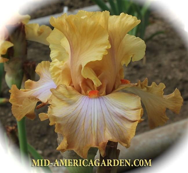Photo of Tall Bearded Iris (Iris 'Ambertime') uploaded by Calif_Sue