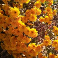 Location: Apple Valley, CA
Date: 2014-11-17
Golden Chrysanthemum Plant