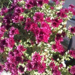 Location: Apple Valley, CA
Date: 2014-11-17
Reddish-Purple Chrysanthemums