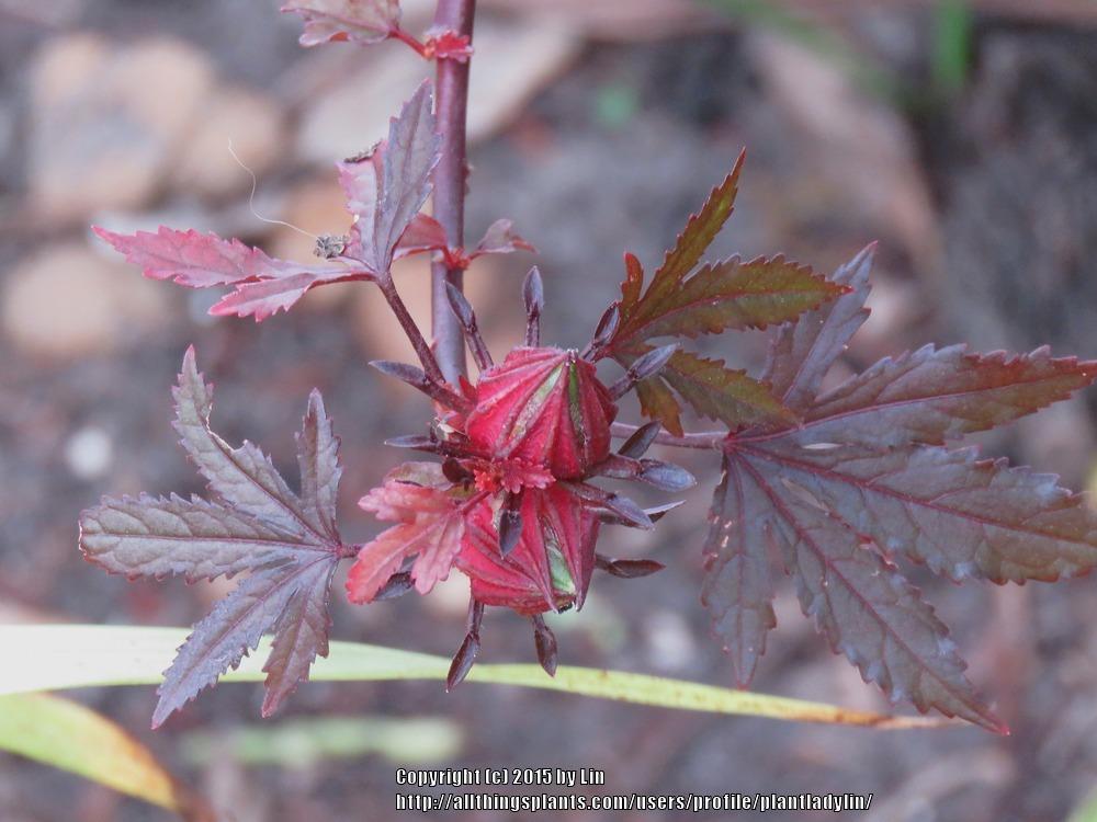 Photo of Red-Leaf Hibiscus (Hibiscus acetosella) uploaded by plantladylin