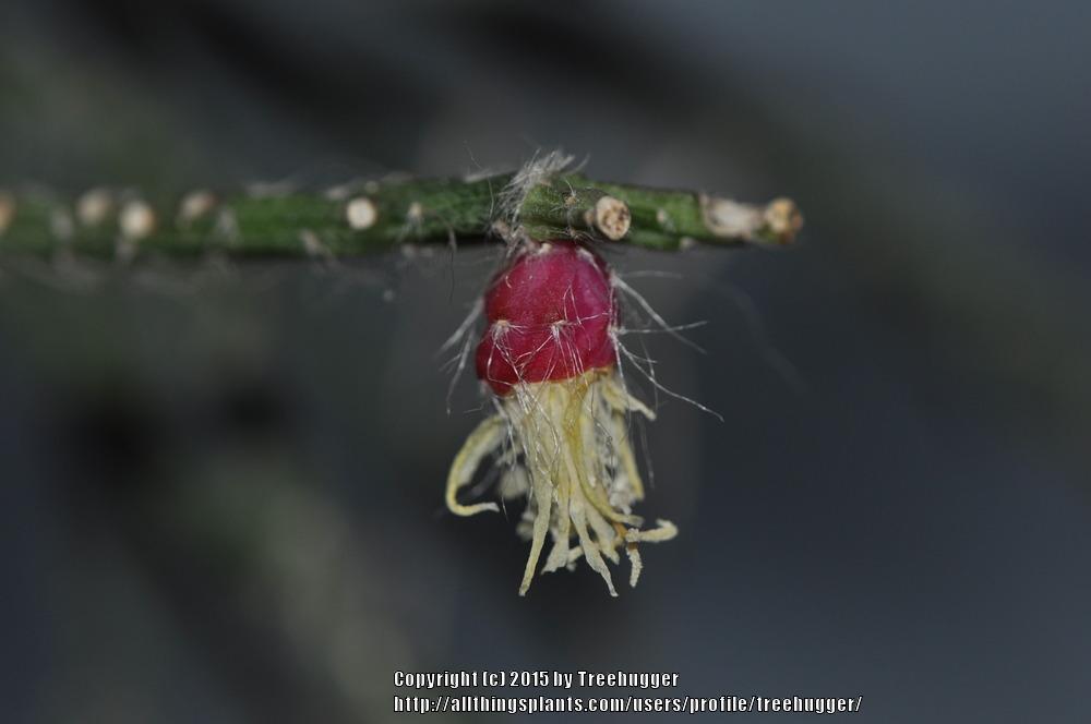 Photo of Mistletoe Cactus (Rhipsalis pilocarpa) uploaded by treehugger