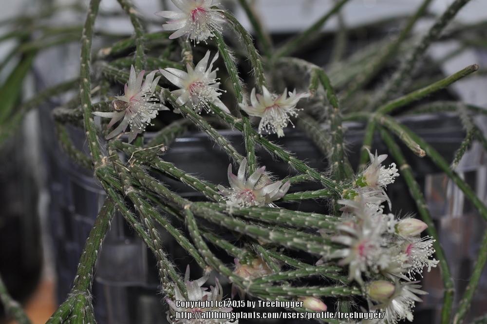 Photo of Mistletoe Cactus (Rhipsalis pilocarpa) uploaded by treehugger